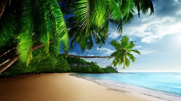 Paisaje de playa con palmeras descargar