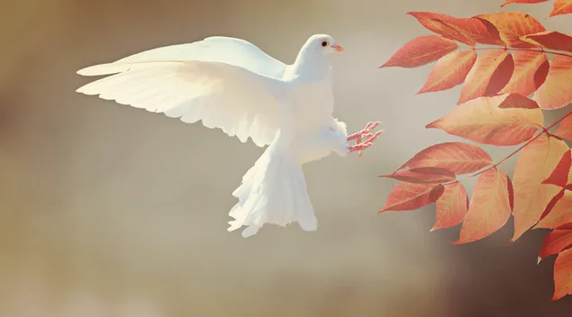 pájaro paloma blanca