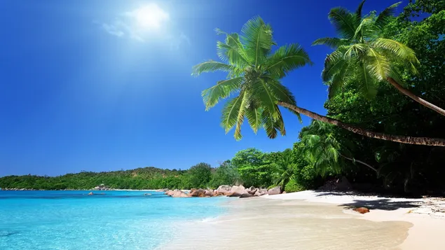 日光に手を伸ばすかのように椰子の木と砂と森と出会うきれいな水 4K 壁紙