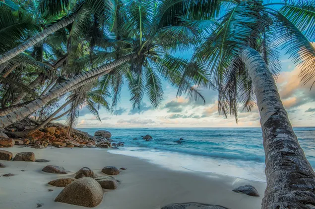 Palmbomen op tropisch strand 4K achtergrond