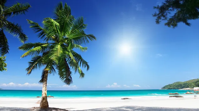 Palmboom op tropisch strand download