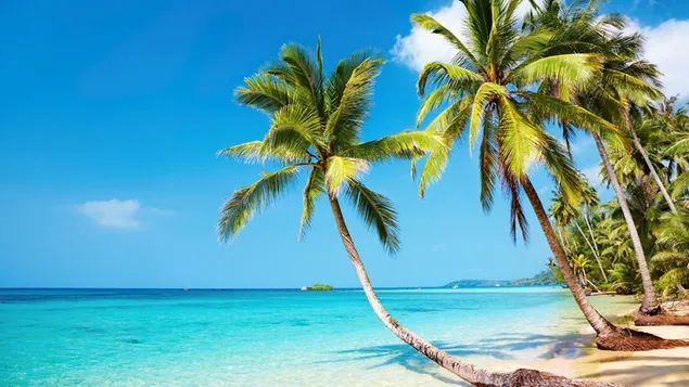 多雲和陽光明媚的海灘上的棕櫚樹和樹木下載
