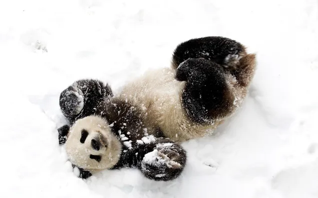 Panda spelen met sneeuw