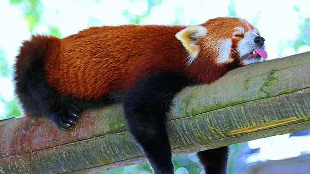 Panda rojo durmiendo