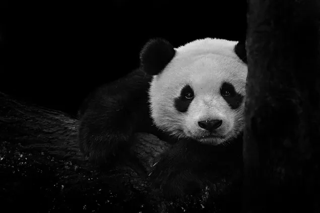 Panda schwarz und weiß herunterladen