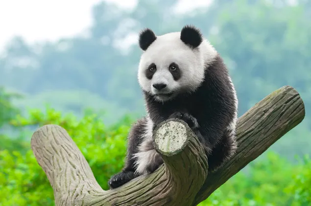 Panda zittend op de top van de boom download