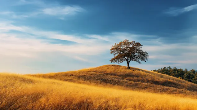 tl@ dhhby@ bnwrmy@ m` shjr@ fryd@ wsm ws`@ ltnzyl