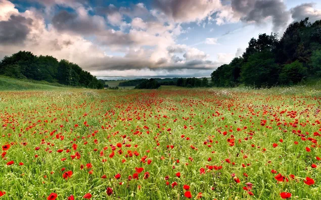 Blumenfeld der Stiefmütterchen HD Hintergrundbild