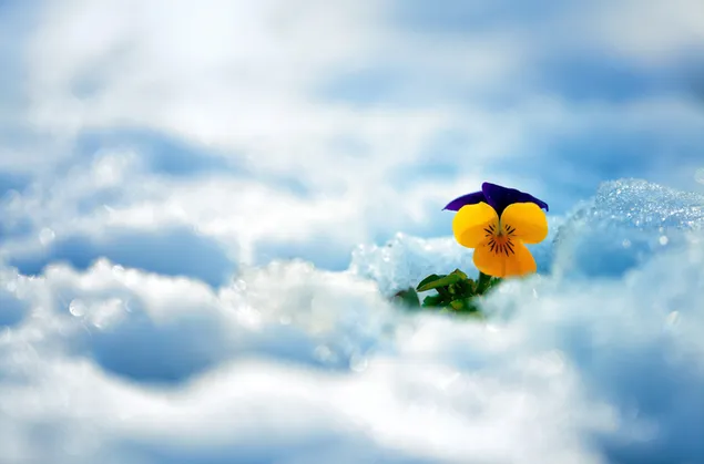 Pansy flower in the white snow
