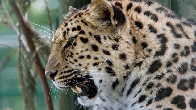 เสือดาวสปีชีส์เสือดำ 2K วอลเปเปอร์