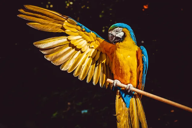 papegaai met vleugels