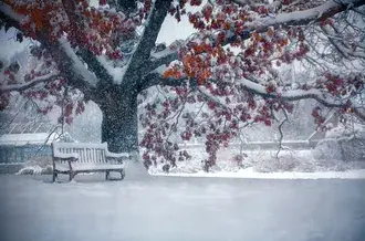 Park Bench in Winter 2K wallpaper