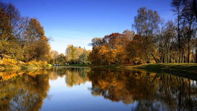 Parco lago, riflesso dell'albero 4K sfondo