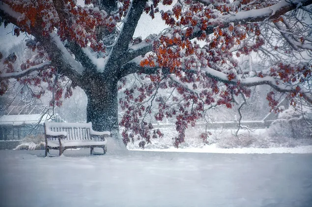 Parque de invierno cubierto de nieve