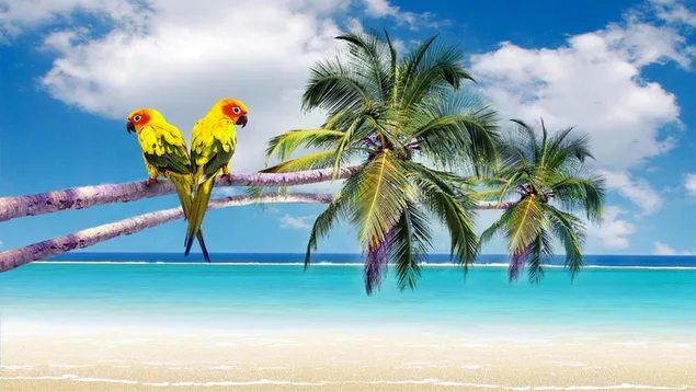 Papegaaien op palmboom op tropisch strand HD achtergrond