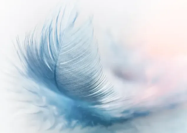 Pastel blue feather  2K wallpaper