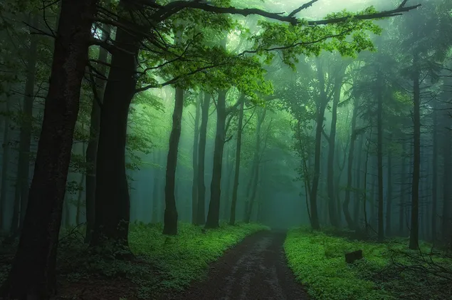 Pfad im nebligen Wald HD Hintergrundbild