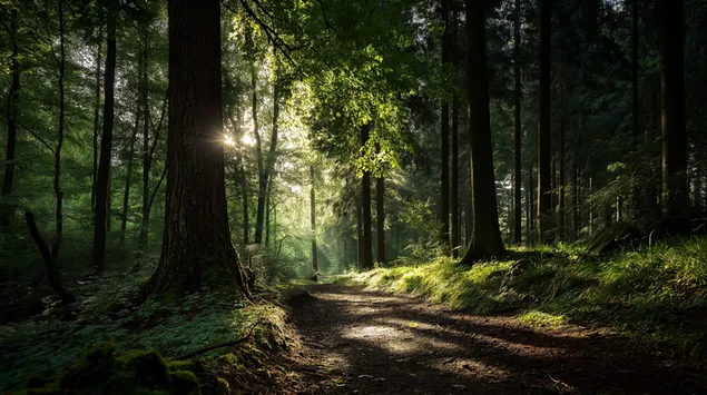 Laluan di Hutan Bercahaya Matahari 2K kertas dinding