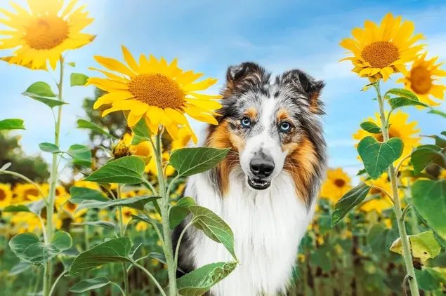 Chú chó lông lá vui đùa trên cánh đồng hoa hướng dương tải xuống