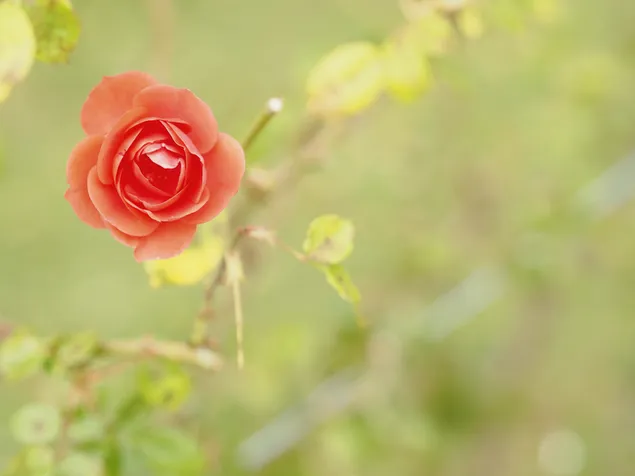 Pfirsichfarbene Rose 4K Hintergrundbild