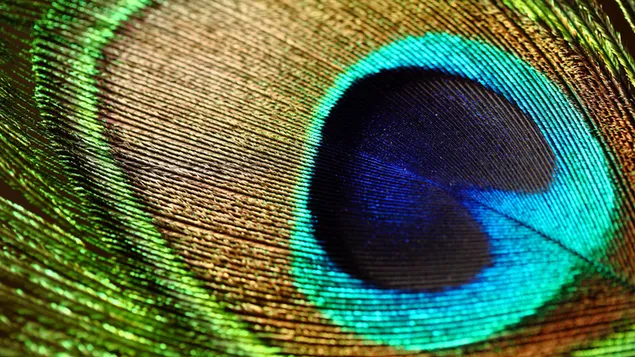 Peacock Feather Mural - Jim Zuckerman - Murals Your Way