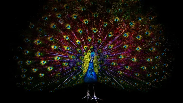 Peacock öffnete den Schwanz 2K Hintergrundbild