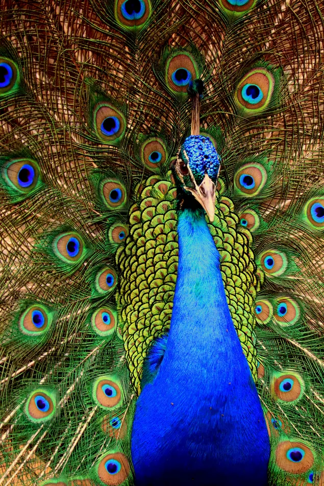 Peacocks are true beauties of nature download