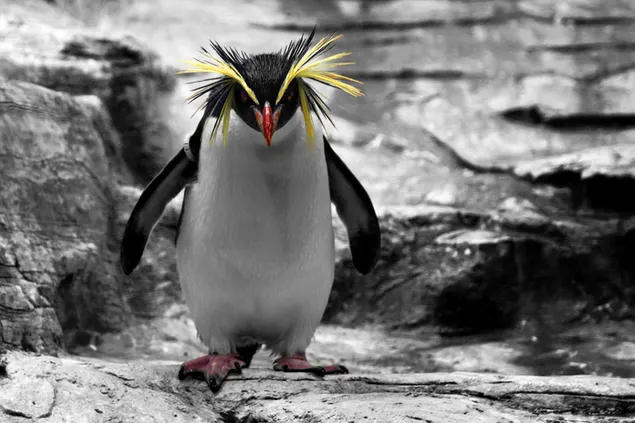 Penguin berjalan sendirian di tebing dalam warna hitam dan putih