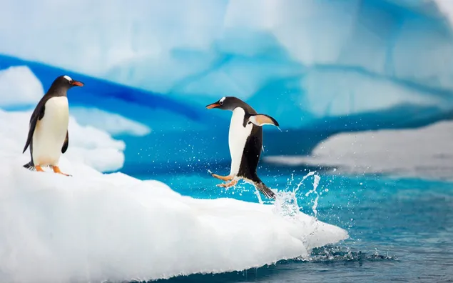 Chim cánh cụt trên sông băng tải xuống