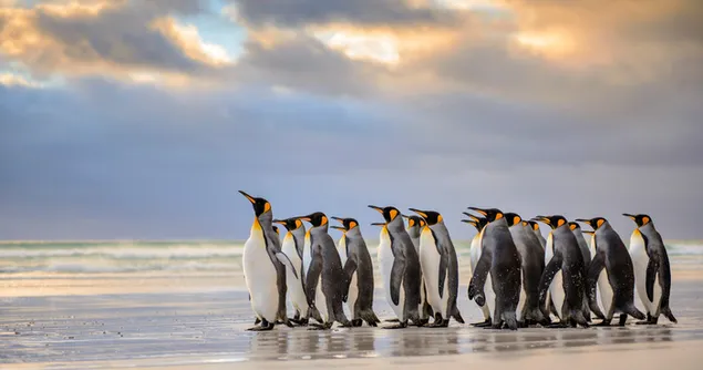 Pingüinos preparándose para navegar hacia el océano en un clima soleado y nublado 4K fondo de pantalla
