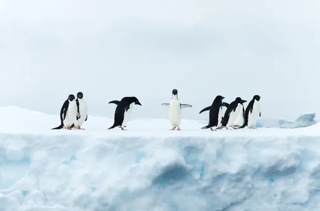 Penguins walking on poles ice and penguin posing
