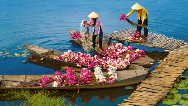 麦わら帽子をかぶった人々が小さな長いボートで作業し、花が咲く木道 4K 壁紙
