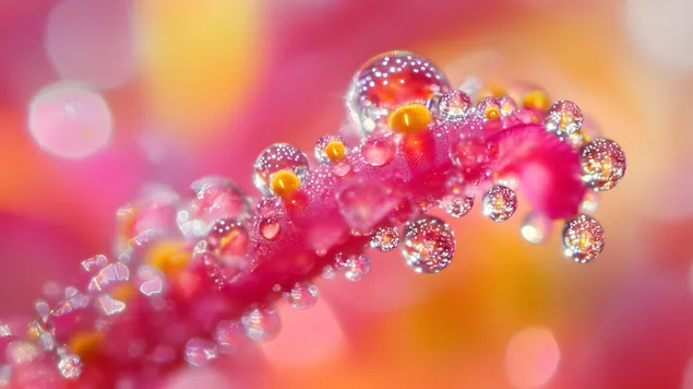 Tapeta Dokonale vyvážené kvapky rosy v makro perspektíve 8K