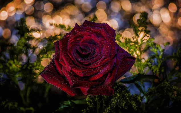 Perfekt blühende Rose