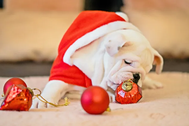 Perro blanco disfrazado de Papá Noel jugando a la chuchería roja