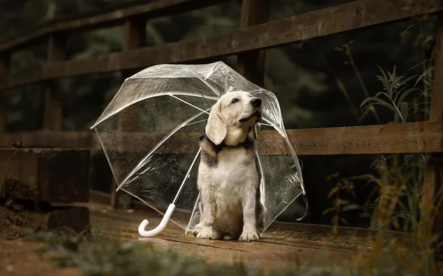 Perro blanco en un banco de madera con un paraguas transparente.