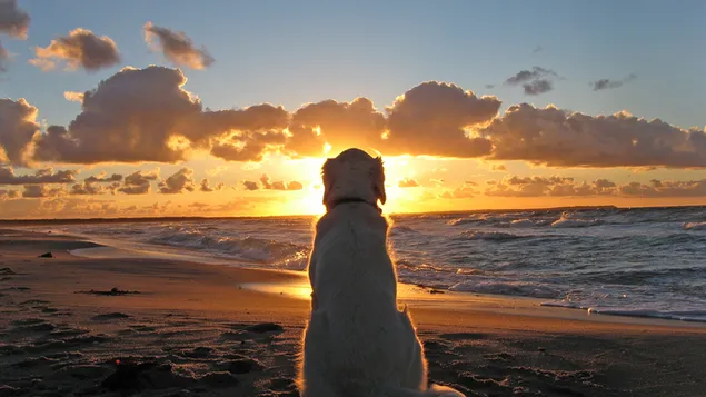 perro en la playa descargar
