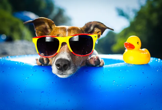Perro mascota sumergiéndose en una piscina pequeña con su patito de goma