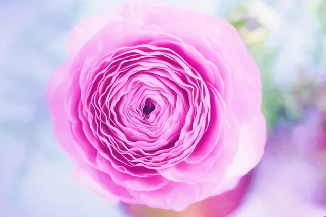 Blume der persischen Butterblume 4K Hintergrundbild
