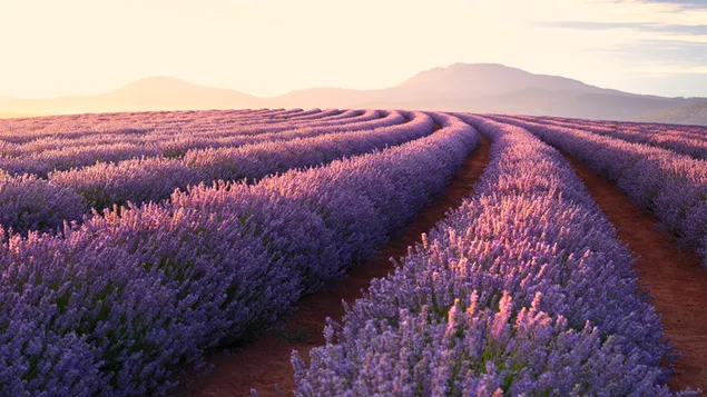 Perspektive Lavendelgarten 4K Hintergrundbild