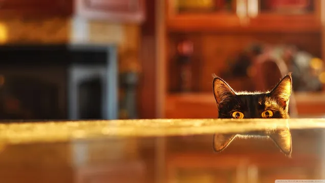 Pet black cat's curious gaze and ears reflected on the floor