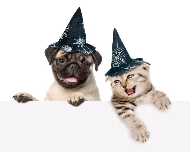 Hund og kat til Halloween hat kostume
