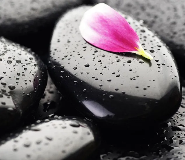 Pétalos de flores rosas y blancas sobre piedras negras con gotas de lluvia