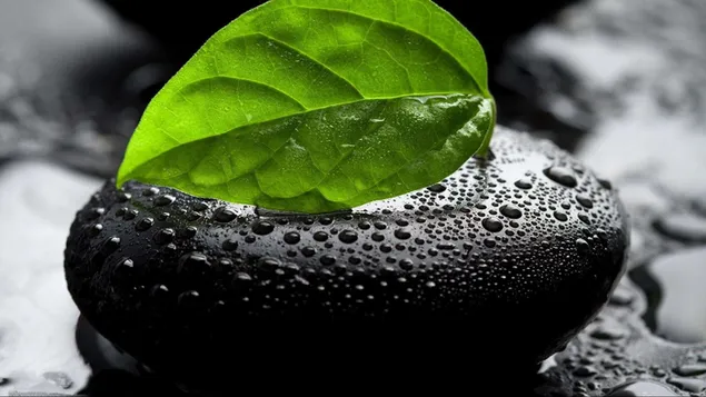Foto van groen blad op steen HD achtergrond