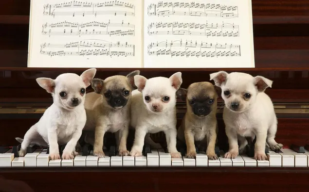 Pianist van puppy's HD achtergrond