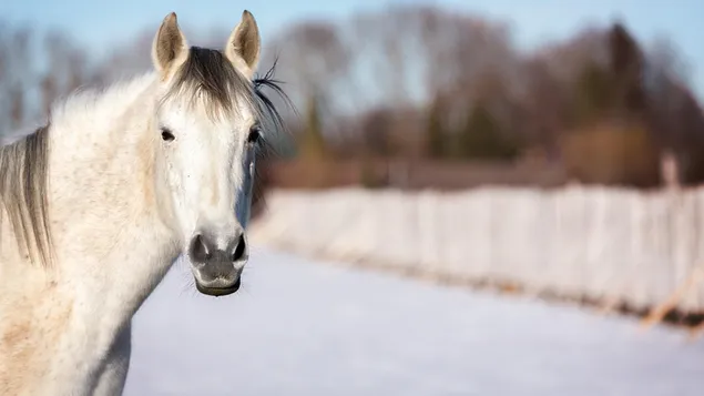 Cal Piebald 2K imagine de fundal