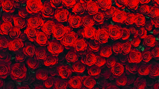 "Kapelen vu roude Häerzmuster a schéine Array 2K Tapeten