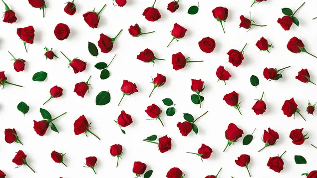 Pile vu roude Rosen op engem pure wäisse Hannergrond 2K Tapeten