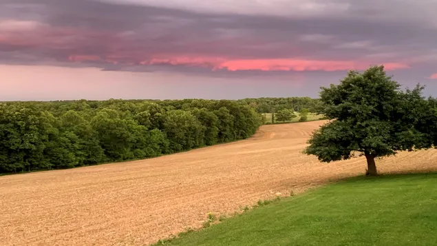 ping-pilvet ja kenttanakyma puiden vieressa lataa