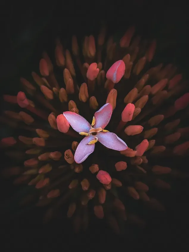 Páipéar balla Ping ixora bláth sa nádúr2K